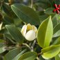 Banana Shrub, Michelia Figo (Magnolia figo), Seeds (Fragrant, Showy Evergreen)