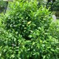 Banana Shrub, Michelia Figo (Magnolia figo), Seeds (Fragrant, Showy Evergreen)