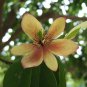 Banana Shrub, Michelia Figo (Magnolia figo), Seeds (Fragrant, Showy Evergreen)