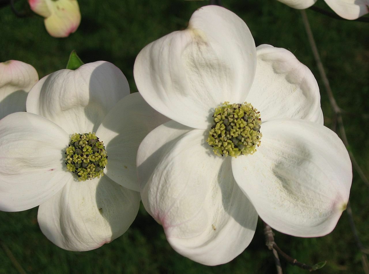 10 White Flowering Dogwood, Cornus florida, Tree Seeds (Showy, Fall Color, Hardy)