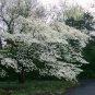 10 White Flowering Dogwood, Cornus florida, Tree Seeds (Showy, Fall Color, Hardy)