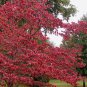 10 White Flowering Dogwood, Cornus florida, Tree Seeds (Showy, Fall Color, Hardy)
