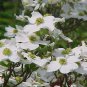 10 White Flowering Dogwood, Cornus florida, Tree Seeds (Showy, Fall Color, Hardy)