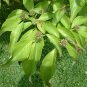 10 White Flowering Dogwood, Cornus florida, Tree Seeds (Showy, Fall Color, Hardy)