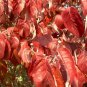 10 White Flowering Dogwood, Cornus florida, Tree Seeds (Showy, Fall Color, Hardy)