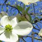 10 White Flowering Dogwood, Cornus florida, Tree Seeds (Showy, Fall Color, Hardy)