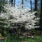 10 White Flowering Dogwood, Cornus florida, Tree Seeds (Showy, Fall Color, Hardy)