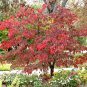 10 White Flowering Dogwood, Cornus florida, Tree Seeds (Showy, Fall Color, Hardy)