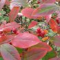 Red Chokeberry, Aronia arbutifolia Brilliantissima, Shrub Seeds (Fall Color)