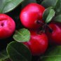 Wintergreen, Gaultheria procumbens, Seeds, (Edible Fragrant Ground Cover)