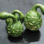 Speckled Swan Gourd, (Lagenaria siceraria), Seeds