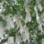 Dove Tree, Davidia involucrata, Tree Seeds (Rare, Showy, Fall Color)