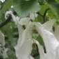 Dove Tree, Davidia involucrata, Tree Seeds (Rare, Showy, Fall Color)