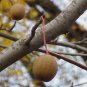 Dove Tree, Davidia involucrata, Tree Seeds (Rare, Showy, Fall Color)