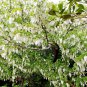 Dove Tree, Davidia involucrata, Tree Seeds (Rare, Showy, Fall Color)