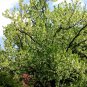 Dove Tree, Davidia involucrata, Tree Seeds (Rare, Showy, Fall Color)