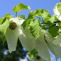 Dove Tree, Davidia involucrata, Tree Seeds (Rare, Showy, Fall Color)