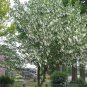 Dove Tree, Davidia involucrata, Tree Seeds (Rare, Showy, Fall Color)