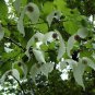 Dove Tree, Davidia involucrata, Tree Seeds (Rare, Showy, Fall Color)