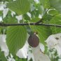 Dove Tree, Davidia involucrata, Tree Seeds (Rare, Showy, Fall Color)