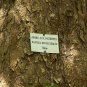 Dove Tree, Davidia involucrata, Tree Seeds (Rare, Showy, Fall Color)