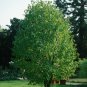 Dove Tree, Davidia involucrata, Tree Seeds (Rare, Showy, Fall Color)