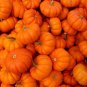 Jack Be Little Pumpkin, Cucurbita pepo, Seeds, (6-13 oz.)
