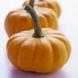 Jack Be Little Pumpkin, Cucurbita pepo, Seeds, (6-13 oz.)