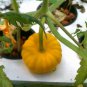 Jack Be Little Pumpkin, Cucurbita pepo, Seeds, (6-13 oz.)