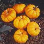 Jack Be Little Pumpkin, Cucurbita pepo, Seeds, (6-13 oz.)