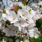 Tea Crabapple, Malus hupehensis, Tree Seeds (Fast, Showy, Edible, Fall Color)