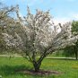 Tea Crabapple, Malus hupehensis, Tree Seeds (Fast, Showy, Edible, Fall Color)