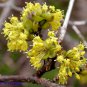 10 Cornelian Cherry Dogwood, Cornus mas, Tree Seeds (Edible, Showy, Hardy)