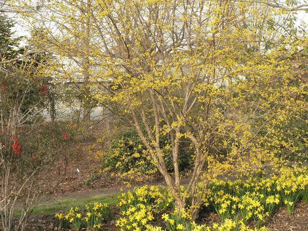 10 Cornelian Cherry Dogwood, Cornus mas, Tree Seeds (Edible, Showy, Hardy)