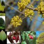 10 Cornelian Cherry Dogwood, Cornus mas, Tree Seeds (Edible, Showy, Hardy)