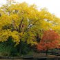 10 Honeylocust, Gleditsia triacanthos inermis, Tree Seeds (Fast, Hardy, Fall Color)
