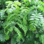 10 Honeylocust, Gleditsia triacanthos inermis, Tree Seeds (Fast, Hardy, Fall Color)