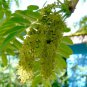 10 Honeylocust, Gleditsia triacanthos inermis, Tree Seeds (Fast, Hardy, Fall Color)