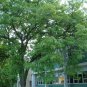 10 Honeylocust, Gleditsia triacanthos inermis, Tree Seeds (Fast, Hardy, Fall Color)