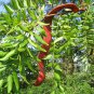 10 Honeylocust, Gleditsia triacanthos inermis, Tree Seeds (Fast, Hardy, Fall Color)