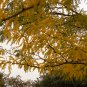 10 Honeylocust, Gleditsia triacanthos inermis, Tree Seeds (Fast, Hardy, Fall Color)