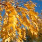 10 Honeylocust, Gleditsia triacanthos inermis, Tree Seeds (Fast, Hardy, Fall Color)