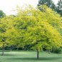 10 Honeylocust, Gleditsia triacanthos inermis, Tree Seeds (Fast, Hardy, Fall Color)