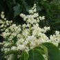 20 Japanese Tree Lilac, Syringa reticulata, Tree Seeds (Fast, Fragrant, Hardy)