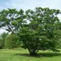 20 Japanese Tree Lilac, Syringa reticulata, Tree Seeds (Fast, Fragrant, Hardy)