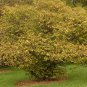 20 Japanese Tree Lilac, Syringa reticulata, Tree Seeds (Fast, Fragrant, Hardy)