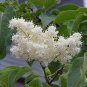 20 Japanese Tree Lilac, Syringa reticulata, Tree Seeds (Fast, Fragrant, Hardy)