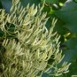 20 Japanese Tree Lilac, Syringa reticulata, Tree Seeds (Fast, Fragrant, Hardy)