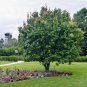 20 Japanese Tree Lilac, Syringa reticulata, Tree Seeds (Fast, Fragrant, Hardy)