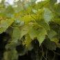 20 Riverbank Grape, Vitis riparia, Vine Seeds (Edible, Hardy, Fall Color, Showy)